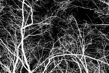 ağaç dalları siluet siyah arka plan üzerine beyaz