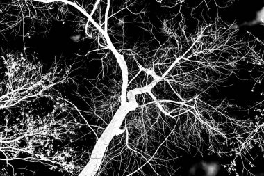 ağaç dalları siluet siyah arka plan üzerine beyaz