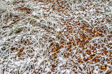 Sonbahar, karda çimen bırakır.