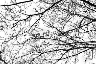 Beyaz arkaplanda ağaç dalları silueti