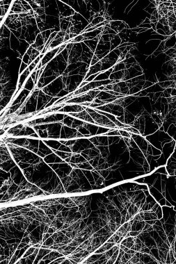 ağaç dalları siluet siyah arka plan üzerine beyaz