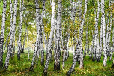Sarı huş ağacı orman, geç sonbahar doğa manzara