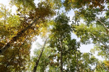 huş ağacı orman manzaralı gökyüzüne Sonbahar Doğa