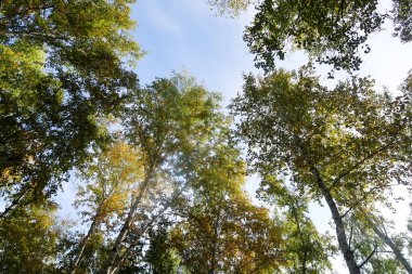 huş ağacı orman manzaralı gökyüzüne Sonbahar Doğa