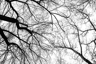 Beyaz arkaplanda ağaç dalları silueti