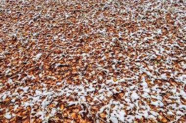 Sonbahar, karda çimen bırakır.