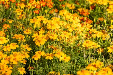 parlak sonbahar çiçek doğa manzara
