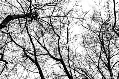 Beyaz arkaplanda ağaç dalları silueti