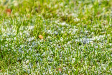 yeşil çim kar arka plan bokeh bulanık