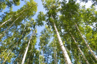 orman manzaralı aşağıdan gökyüzüne huş ağacı