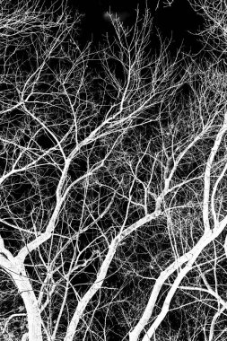 ağaç dalları siluet siyah arka plan üzerine beyaz