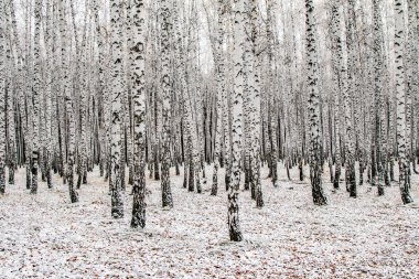 İlk kar huş ağacı orman manzara kış