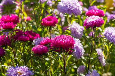 parlak sonbahar çiçek doğa manzara