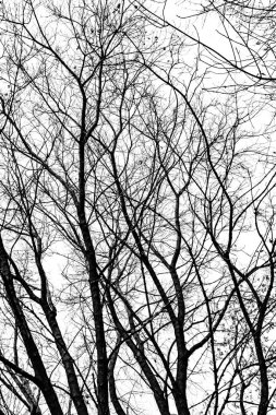 Beyaz arkaplanda ağaç dalları silueti