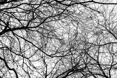 Beyaz arkaplanda ağaç dalları silueti