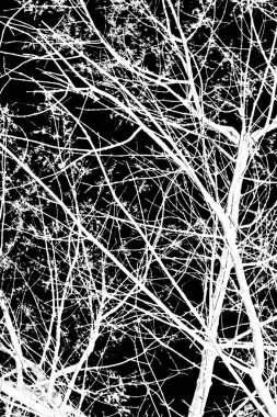 ağaç dalları siluet siyah arka plan üzerine beyaz