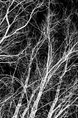 ağaç dalları siluet siyah arka plan üzerine beyaz