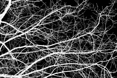 ağaç dalları siluet siyah arka plan üzerine beyaz