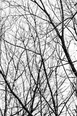 Beyaz arkaplanda ağaç dalları silueti