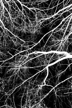 ağaç dalları siluet siyah arka plan üzerine beyaz