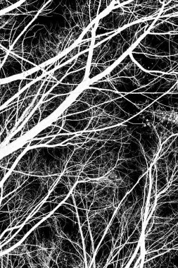 ağaç dalları siluet siyah arka plan üzerine beyaz