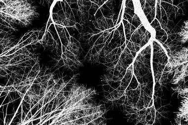 ağaç dalları siluet siyah arka plan üzerine beyaz