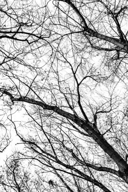 Beyaz arkaplanda ağaç dalları silueti