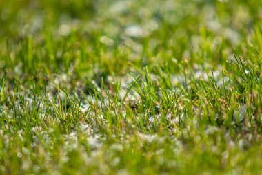 yeşil çim kar arka plan bokeh bulanık