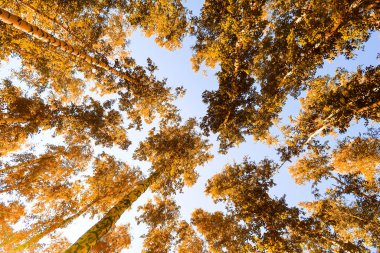 gökyüzü sonbahar arka planı sarı huş ağacı yaprakları