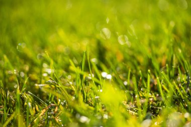 yeşil çim kar arka plan bokeh bulanık