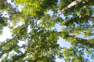 orman manzaralı aşağıdan gökyüzüne huş ağacı