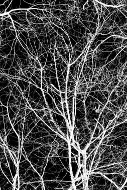 ağaç dalları siluet siyah arka plan üzerine beyaz