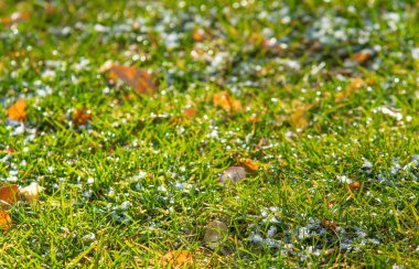 yeşil çim kar arka plan bokeh bulanık