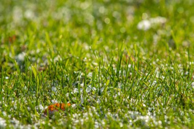 yeşil çim kar arka plan bokeh bulanık