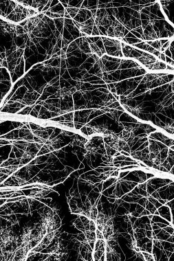 ağaç dalları siluet siyah arka plan üzerine beyaz