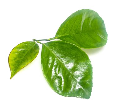 Beyaz arkaplanda yeşil yaprak