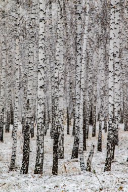 İlk kar huş ağacı orman manzara kış
