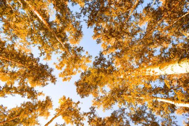 gökyüzü sonbahar arka planı sarı huş ağacı yaprakları