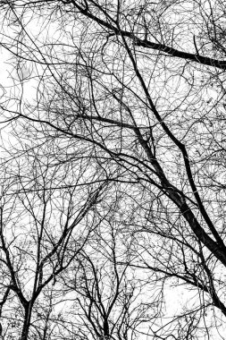 Beyaz arkaplanda ağaç dalları silueti