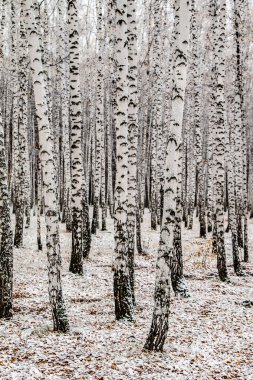 İlk kar huş ağacı orman manzara kış