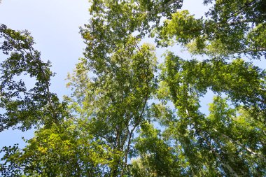 orman manzaralı aşağıdan gökyüzüne huş ağacı