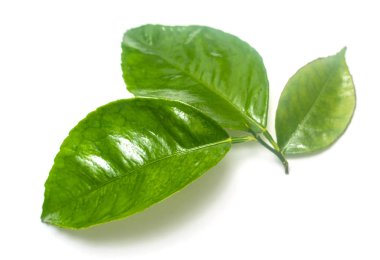 Beyaz arkaplanda yeşil yaprak