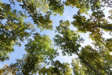huş ağacı orman manzaralı gökyüzüne Sonbahar Doğa