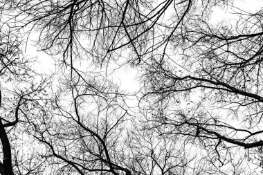 Beyaz arkaplanda ağaç dalları silueti