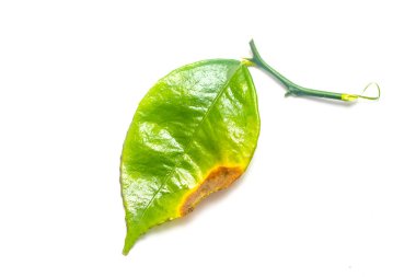 Beyaz arkaplanda yeşil yaprak