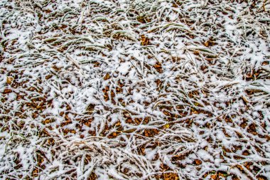 Sonbahar, karda çimen bırakır.