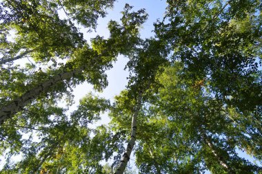 orman manzaralı aşağıdan gökyüzüne huş ağacı
