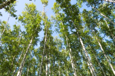 orman manzaralı aşağıdan gökyüzüne huş ağacı
