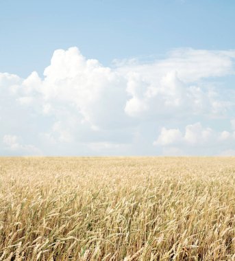 Buğday tarlası ve bulutlu mavi gökyüzü