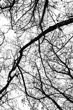 Beyaz arkaplanda ağaç dalları silueti